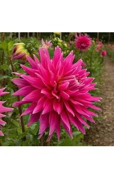 Pembe Ac Darc Horse Dahlia Yıldız Çiçeği Yumrusu 1 Adet Pembe Ac Darc Horse Dahlia Yıldız Çiçeği Yumrusu 1 Adet