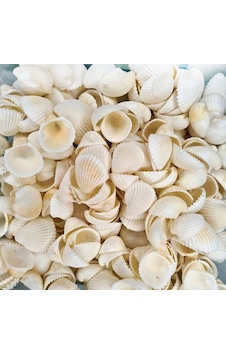 Deniz Kabuğu 500 Gr Paket Clam Rose Cochles -Orta Deniz Kabuğu 500 Gr Paket Clam Rose Cochles -Orta