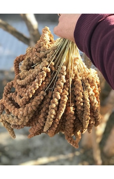 Murtcu Kızıl Dal Darı Protein Deposu Organik Kuş Yemi 5 Kg Murtcu Kızıl Dal Darı Protein Deposu Organik Kuş Yemi 5 Kg