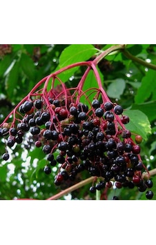 Tüplü Sambucus Nigra Kara Mürver Fidanı-Meyve Verme Durumunda Tüplü Sambucus Nigra Kara Mürver Fidanı-Meyve Verme Durumunda