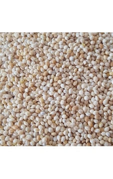 Sade Ak Darı Muhabbet Kuşu Yemi 5 KG Sade Ak Darı Muhabbet Kuşu Yemi 5 KG