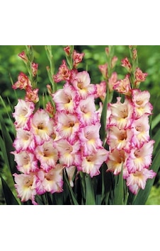 Priscilla Gladiolus Glayör Çiçeği Soğanı 2 Adet Priscilla Gladiolus Glayör Çiçeği Soğanı 2 Adet