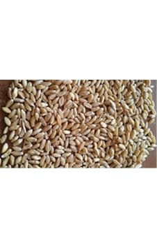 İşlenmemiş Buğday 1 KG İşlenmemiş Buğday 1 KG