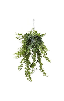 Hedera Helix Sarmaşığı Askılı Saksı Iç Mekan Salon Sarmaşığı