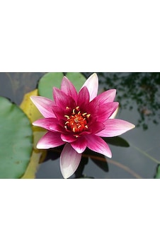 Lotus Çiçeği Tohum Nilüfer Çiçeği Tohumu 1 Tohum + Spriz T Lotus Çiçeği Tohum Nilüfer Çiçeği Tohumu 1 Tohum + Spriz T