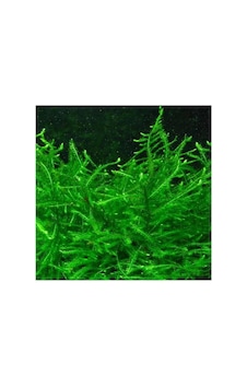 Vesicularia Dubyana Java Moss 10x10cm Canlı Bitki Çok Renkli Vesicularia Dubyana Java Moss 10x10cm Canlı Bitki Çok Renkli