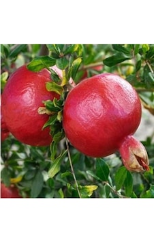 2 Yaş Tatlı Nar Fidanı 90-110 Cm 2 Yaş Tatlı Nar Fidanı 90-110 Cm
