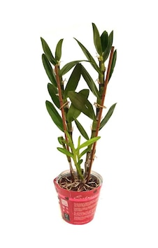 Çiçeksiz Dendrobium Bambu Orkide Fidesi Çiçeksiz Dendrobium Bambu Orkide Fidesi