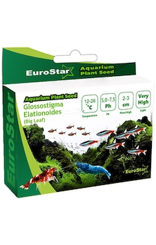 Eurostar Bitki Tohum Small Leaf Base Plant Eurostar Bitki Tohum Small Leaf Base Plant
