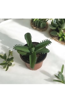 Aşkın Gözyaşı Çiçeği - Kalanchoe Daigremontiana Saksılı Bitki Aşkın Gözyaşı Çiçeği - Kalanchoe Daigremontiana Saksılı Bitki