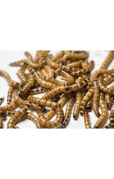 Morıo Kurdu 2-4 Cm Orta Boy 25 Adet Morıo Kurdu 2-4 Cm Orta Boy 25 Adet