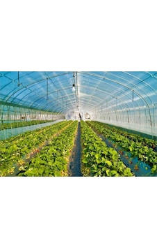 6 M X 20 M 350 Mikron Eva Uv Katkılı 36 Aylık Sera Naylonu Kalın Sera Örtüsü Branda 6 M X 20 M 350 Mikron Eva Uv Katkılı 36 Aylık Sera Naylonu Kalın Sera Örtüsü Branda