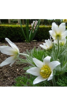 Beyaz Pulsatilla Vulgaris Dağ Lalesi Çiçeği Tohumu 5 Tohum Beyaz Pulsatilla Vulgaris Dağ Lalesi Çiçeği Tohumu 5 Tohum