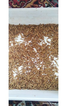 Koçlar Un Kurdu Mikro 1-1.5 Cm Boy 100 Adet