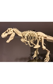 T-rex İskeleti Büyük Dinazor İskeleti 20 Cm