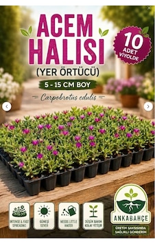 Asteriks Mezar Üstü Bitkisi 10 Adet Acem Halısı Asteriks Mezar Üstü Bitkisi 10 Adet Acem Halısı