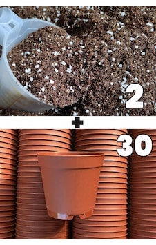 2 lt kaktüs sukulent yetiştirme toprağı ve 30 adet 5.5 cm saksi
