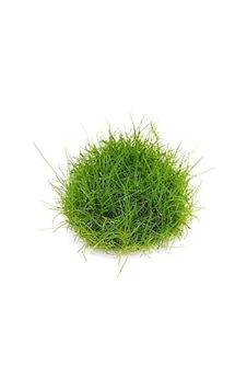 Eleocharis Parvulus In Vitro 200cc- Canlı Bitki Eleocharis Parvulus In Vitro 200cc- Canlı Bitki