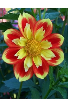 2 Adet Pooh Yıldız Çiçeği Soğanı (Dahlia) - ADAFDN0396 2 Adet Pooh Yıldız Çiçeği Soğanı (Dahlia) - ADAFDN0396
