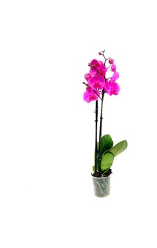 Phalaenopsis Orkide , Çift Dallı Orkide 60-80cm Arası Boyunda, Fuşya - 48358259 Phalaenopsis Orkide , Çift Dallı Orkide 60-80cm Arası Boyunda, Fuşya - 48358259