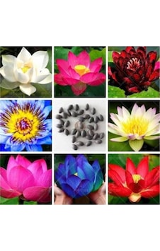 Lotus Çiçeği Tohumu Nilüfer Su Zambağı Tohumu 3 Tohum