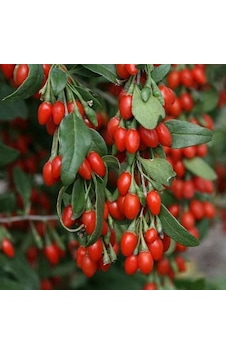 Tüplü Kırmızı Goji Berry Kurt Üzümü Fidanı 10 Adet Tüplü Kırmızı Goji Berry Kurt Üzümü Fidanı 10 Adet
