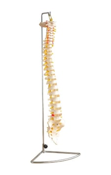 Omurga (Vertebra) Modeli Omurga (Vertebra) Modeli