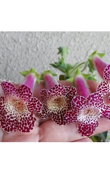 Özel Maja Kohleria Japon Küpelisi Çiçeği Fidesi Mini Potta Özel Maja Kohleria Japon Küpelisi Çiçeği Fidesi Mini Potta
