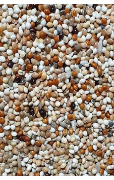 Aksenbirstore Karışık Kaliteli Lüks Özel Muhabbet Kuşu Yemi 5 KG Aksenbirstore Karışık Kaliteli Lüks Özel Muhabbet Kuşu Yemi 5 KG