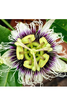 İdeapazar Tüplü Passiflora Edulis Maruçya Fidanı Genel İdeapazar Tüplü Passiflora Edulis Maruçya Fidanı Genel