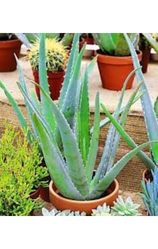 20 Adet Tohum Organik Aleovera Çiçeği Tohumu Balkon Aloevera Çiçek Tohumu Saksı Toprak Hediye 20 Adet Tohum Organik Aleovera Çiçeği Tohumu Balkon Aloevera Çiçek Tohumu Saksı Toprak Hediye