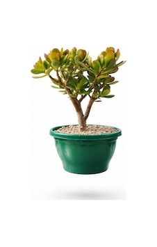 Bonsai Crassula Ovata - Para Ağacı 5 Yaşında Bonsai Crassula Ovata - Para Ağacı 5 Yaşında