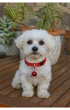 Mıt Köpek Figürlü Zilli Boyun Tasması Kırmızı Kırmızı