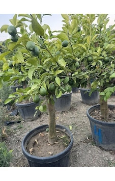 55 Lt Saksıda ,15 Yaş Yetişkin Yediveren Limon Ağacı Boy 150-200 Cm 55 Lt Saksıda ,15 Yaş Yetişkin Yediveren Limon Ağacı Boy 150-200 Cm