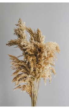 Alyones Kuru Çiçek 10'lu Büyük Demet Pampas 100cm Doğal Renk Alyones Kuru Çiçek 10'lu Büyük Demet Pampas 100cm Doğal Renk