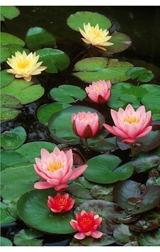 Lotus Çiçeği Tohum Nilüfer Çiçeği Tohumu 10 Adet Tohum Lotus Çiçeği Tohum Nilüfer Çiçeği Tohumu 10 Adet Tohum