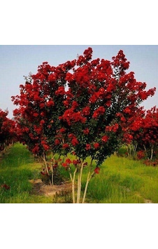 Oya Ağacı Fidanı Kırmızı Tüplü 30 - 40 Cm