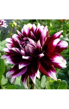 2 Adet Ithal Yıldız Çiçeği Soğanı (Dahlia) - ADAFDN0395 2 Adet Ithal Yıldız Çiçeği Soğanı (Dahlia) - ADAFDN0395
