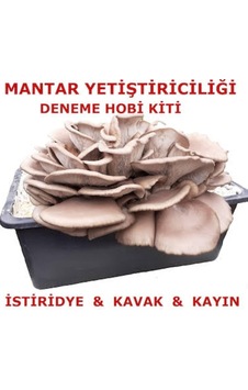 Tubitak Proje Seti Mantar Yetiştiriciliği Tubitak Proje Seti Mantar Yetiştiriciliği
