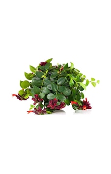 Askılı Ruj Çiçeği Bitkisi 'aeschynanthus' Askılı Ruj Çiçeği Bitkisi 'aeschynanthus'