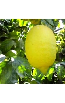 Çok Dallı Tüplü 4 Yaşında Yediveren Enter Limon Fidanı 120-150 Cm Çok Dallı Tüplü 4 Yaşında Yediveren Enter Limon Fidanı 120-150 Cm