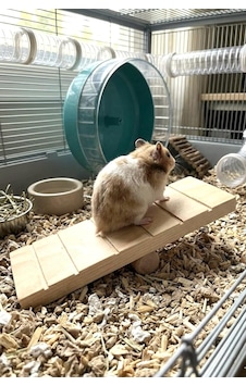 Ayrex Hamster Oyuncağı Tahtıravalli - Doğal Ahşap - 20x7 Cm Ayrex Hamster Oyuncağı Tahtıravalli - Doğal Ahşap - 20x7 Cm