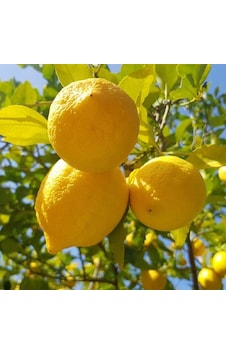 Tüplü Yarı Bodur Soğuklara Dayanıklı Karasal İklime Uygun Yediveren Limon Fidanı Tüplü Yarı Bodur Soğuklara Dayanıklı Karasal İklime Uygun Yediveren Limon Fidanı