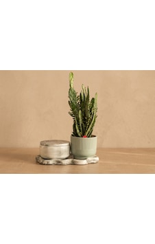 Giselle Mint Ribbed & Opuntia Cactus And Candle Set Mint Yeşili Giselle Mint Ribbed & Opuntia Cactus And Candle Set Mint Yeşili