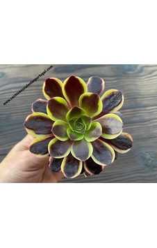 Aeonium Superbum Koreli Sukulent Aeonium Superbum Koreli Sukulent