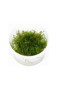 Java Moss Cup Canlı Bitki 4'lü Java Moss Cup Canlı Bitki 4'lü