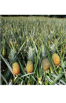 Fidanistanbul Ananas Fidanı. 30-40 Cm. Saksıda Fidanistanbul Ananas Fidanı. 30-40 Cm. Saksıda