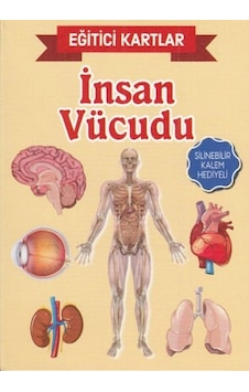 Eğitici Kartlar İnsan Vücudu Eğitici Kartlar İnsan Vücudu