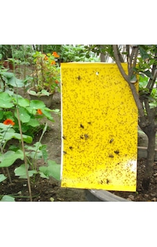 Yellow Sarı Yapışkan Tuzak