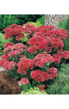 Kuraklığa Ve Soğuğa Dayanıklı Yayılıcı Sedum Munstead Dark Red Taş Çiçeği Soğanı 1 Adet Kuraklığa Ve Soğuğa Dayanıklı Yayılıcı Sedum Munstead Dark Red Taş Çiçeği Soğanı 1 Adet